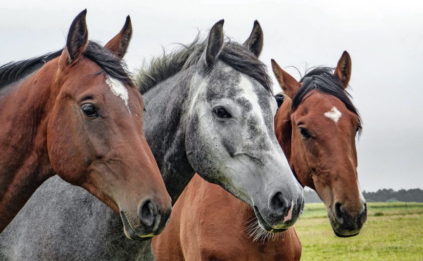 5 punkter att tänka på när man ska köpa häst